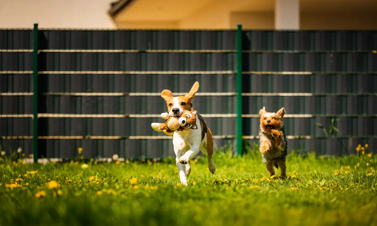 Welcoming Pets Without Worry: A Smarter Approach for San Mateo Landlords